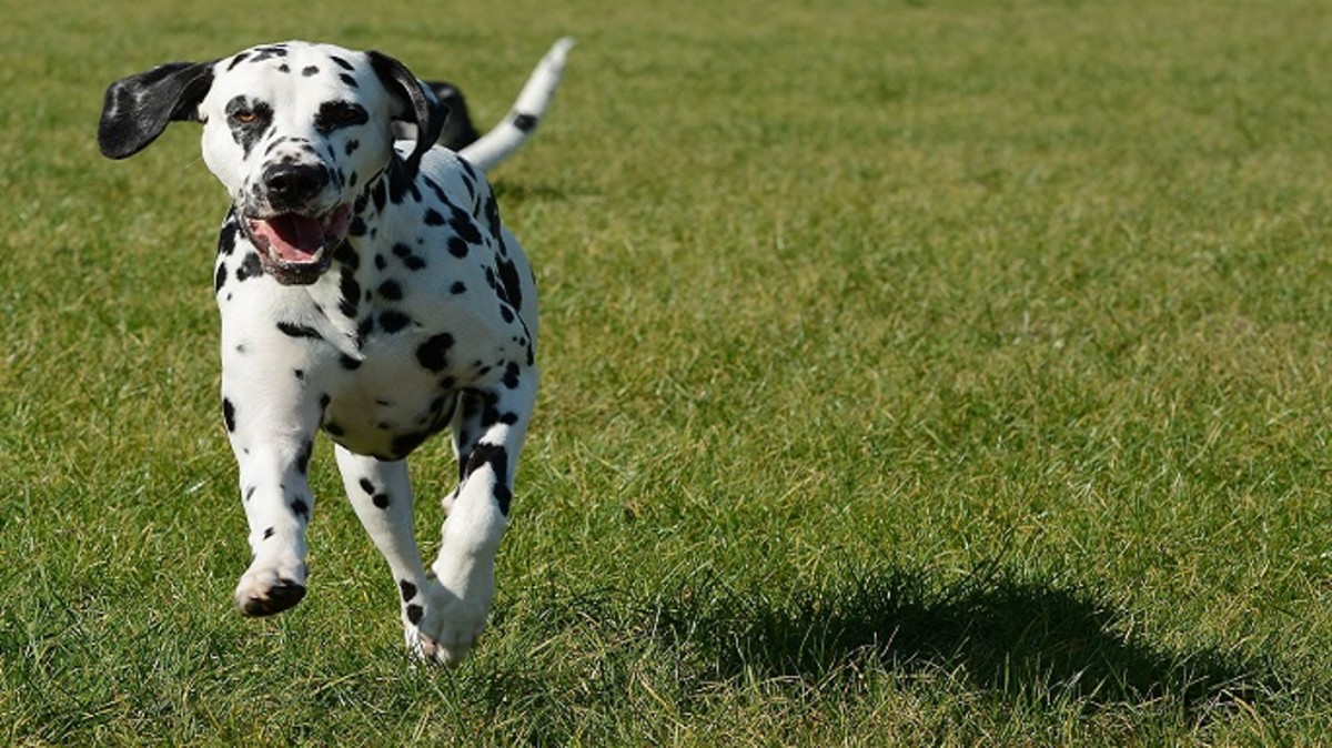 Dog pooping 2024 while running