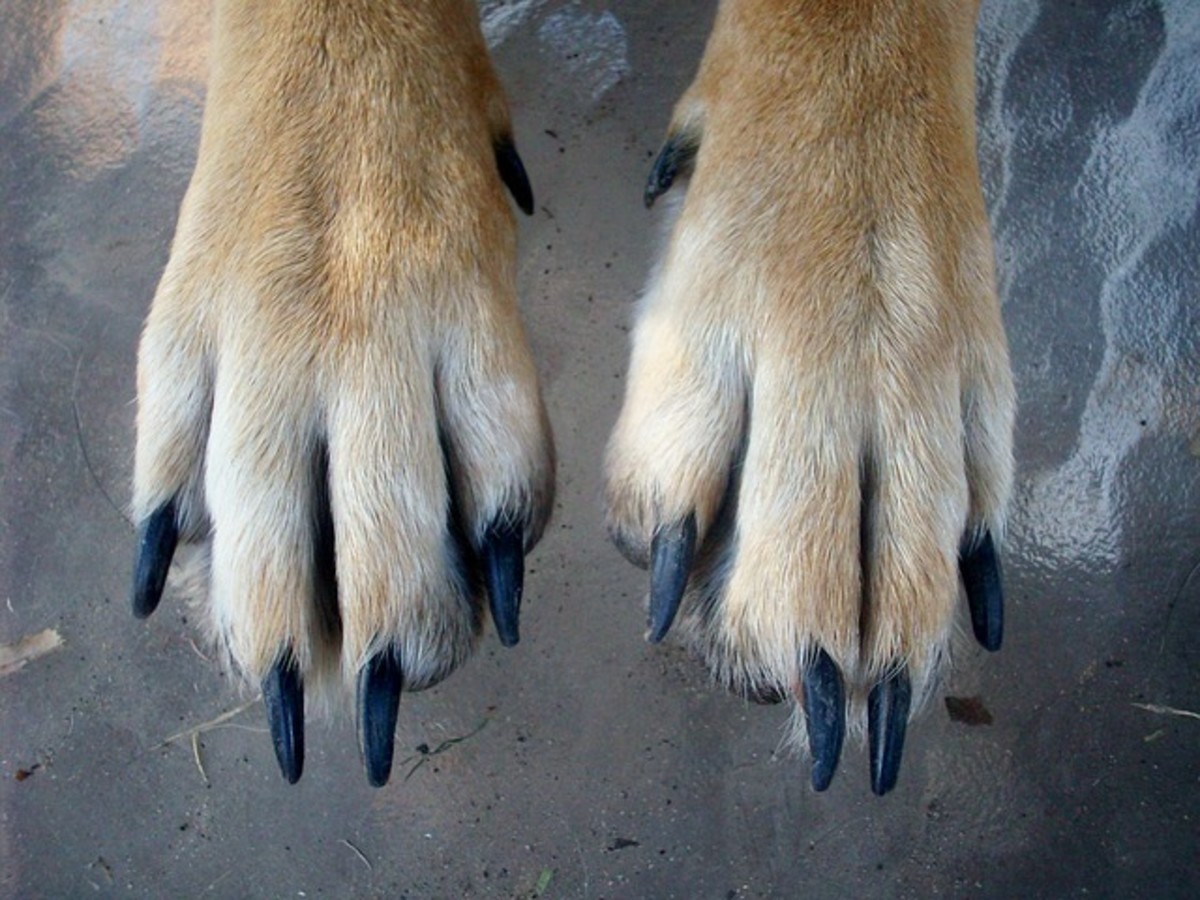 Why Do Dogs Step on Your Feet? Dog Discoveries