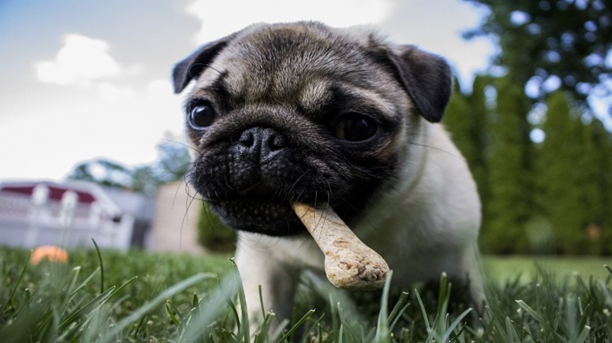 why does my dog keep giving me his bone