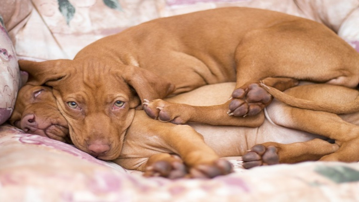 why-do-dogs-sleep-with-their-eyes-open-dog-discoveries