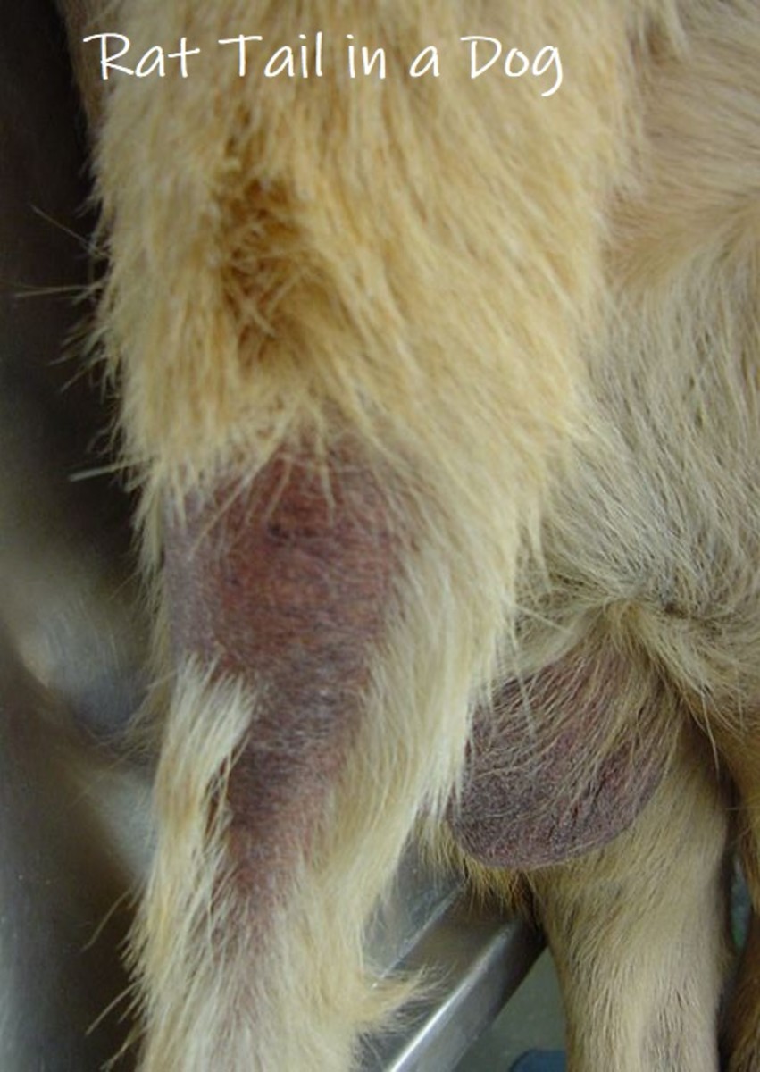 Rat tail in a dog Source: Wikimedia,  Alopecia on the tail typical of canine hypothyroidism 