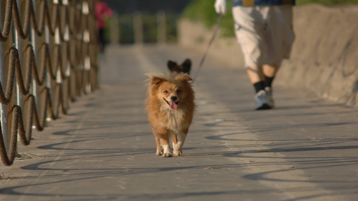 should i let my dog walk in front of me