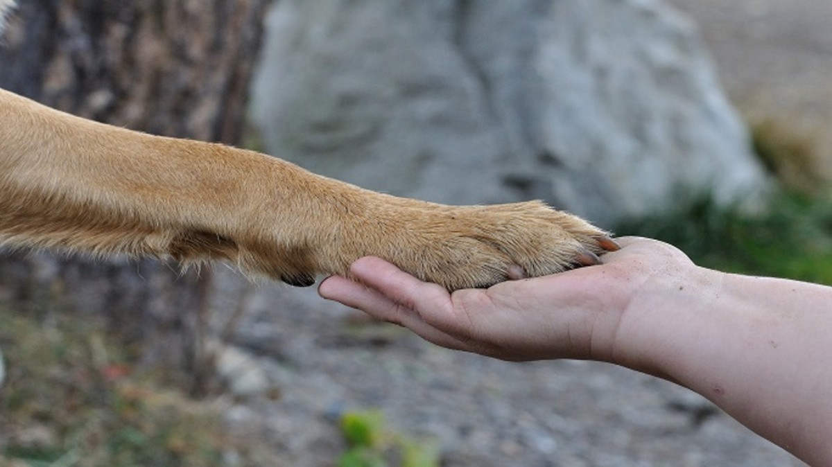 What dog breeds use best sale their paws like hands