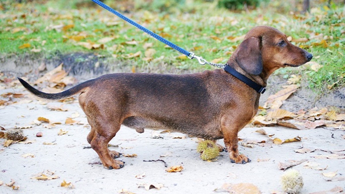 Pinched nerves in the back are very common in dachshunds due to their conformation. 