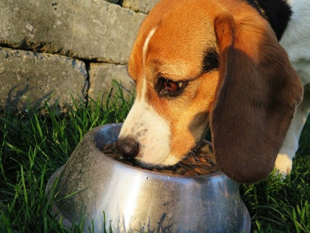 Dog dumps food sales bowl