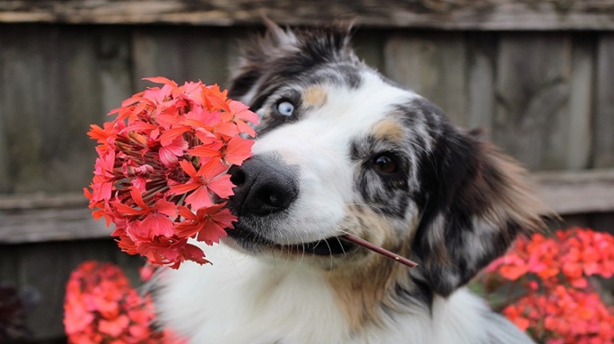 Why Do Dogs Have Slimy Poop Dog Discoveries