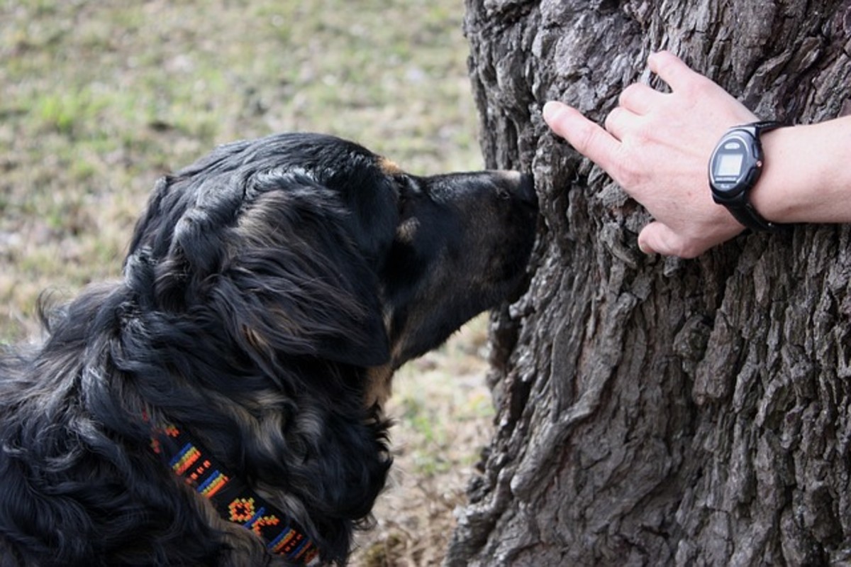 A tree from a dog''s perspective is similar to a big bulletin board or a signed guest book, indeed, many dogs are eager to stay on top of the neighborhood news and will take a sniff