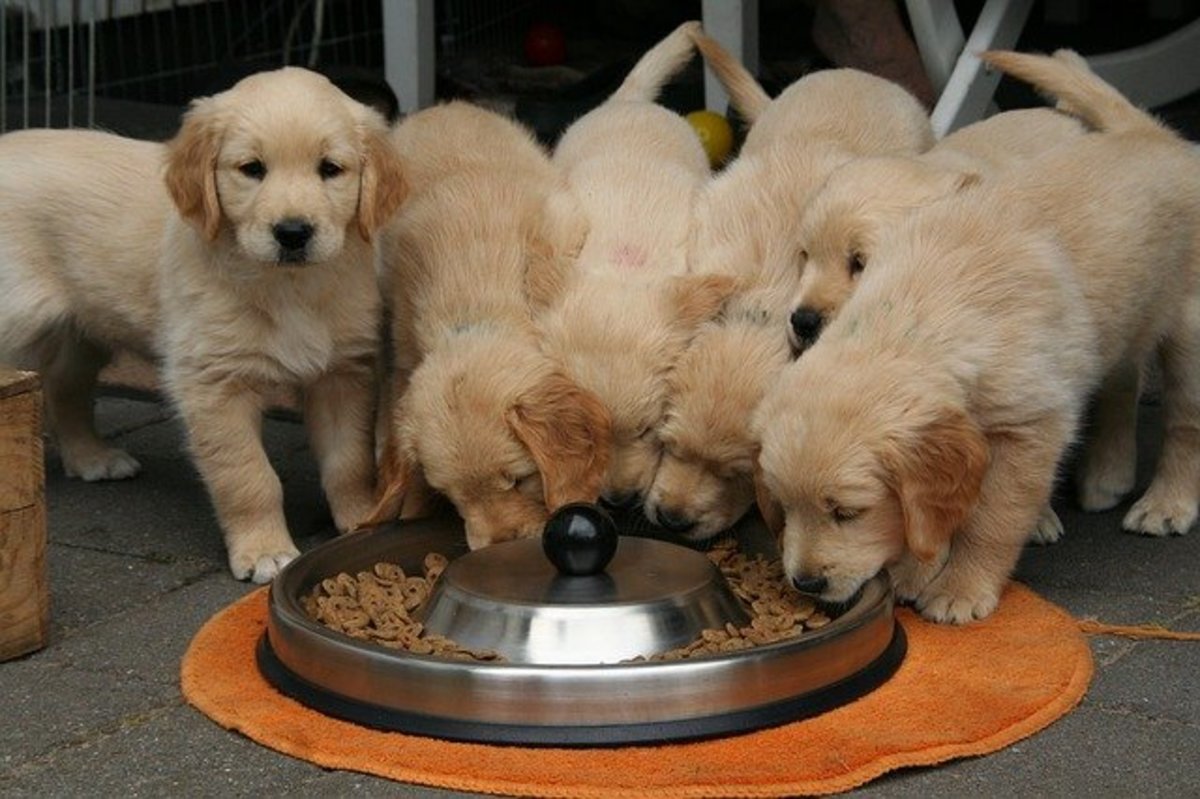 Ask The Vet At What Age Puppies Eat Dry Kibble Dog Discoveries