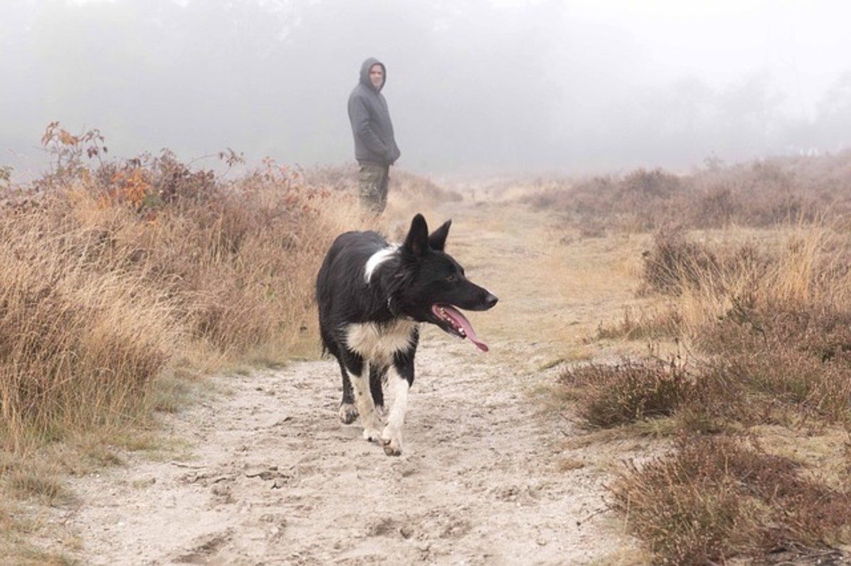 do border collies bite