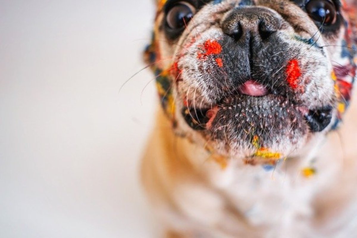 Ask the Vet: My Dog Ate Crayons - Dog Discoveries