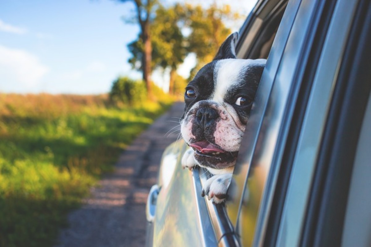 Dogs stick their head out of car windows because it's reinforcing