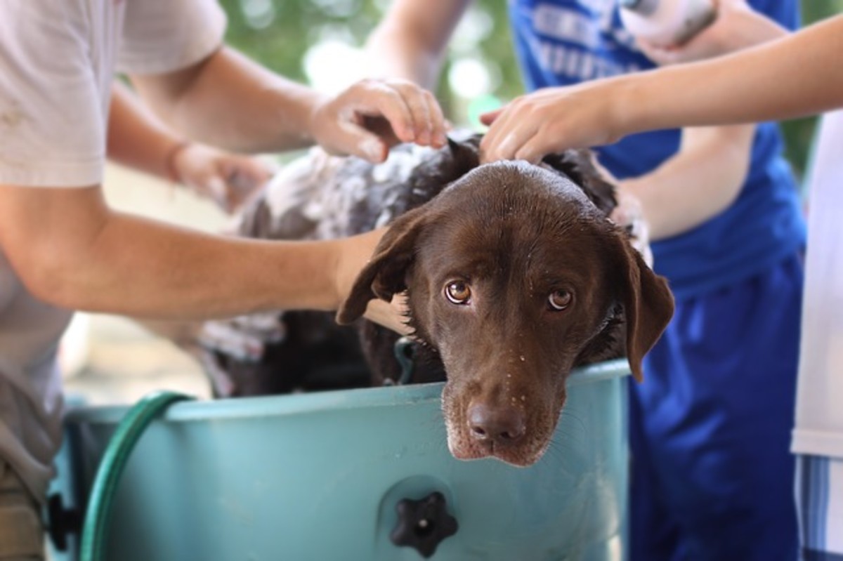 why do dogs get hyper after a bath