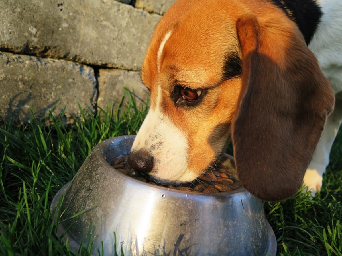 Beagles and Labs are generally dog breeds who love to eat