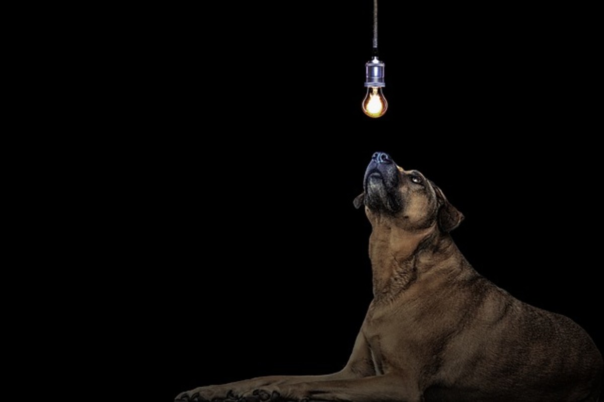 do dogs need light to see