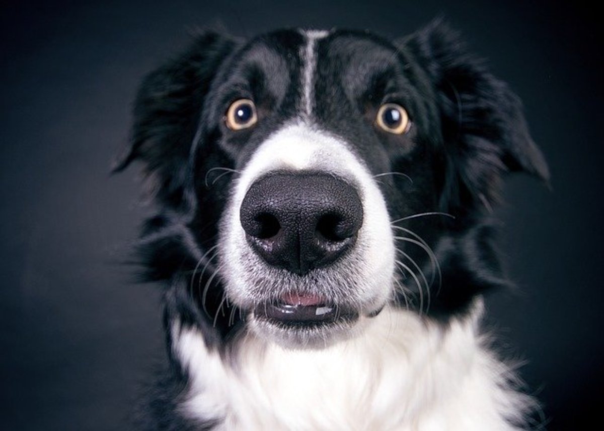 ask-the-vet-why-do-dogs-get-runny-noses-dog-discoveries