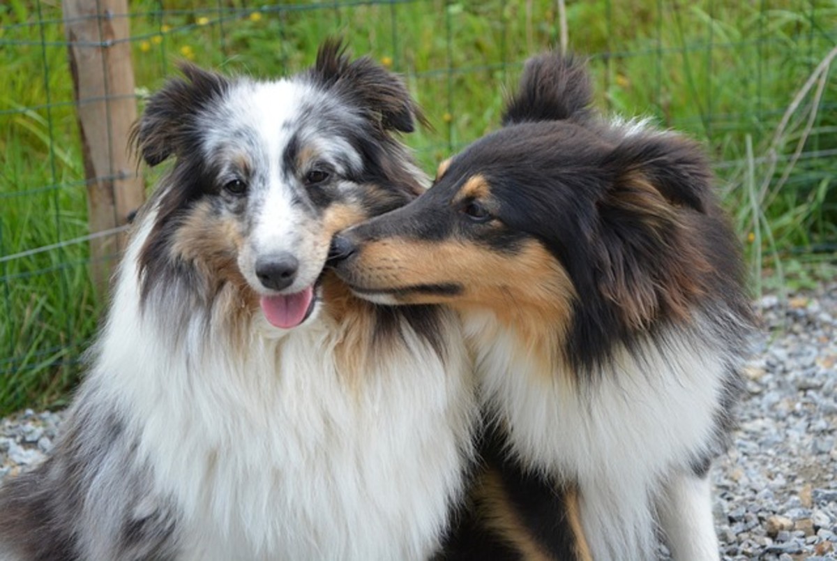 ask-a-dog-trainer-why-do-dogs-lick-other-dogs-mouths-dog-discoveries