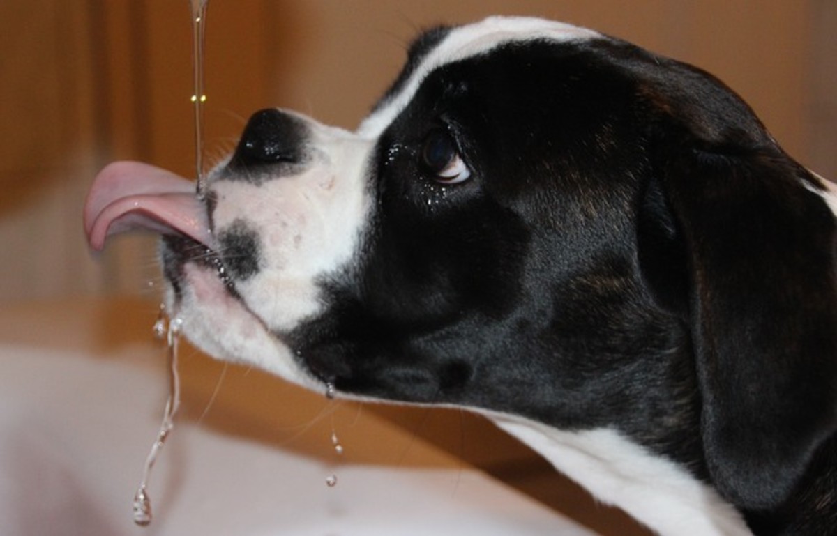 Dogs are always on the lookout for fresh, running water