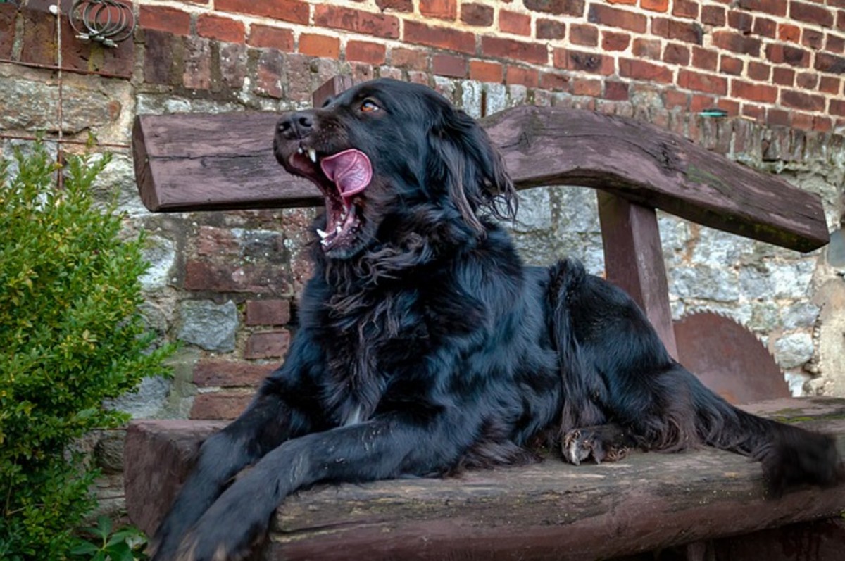 This dog is looking away and even yawning. Perhaps the camera pointing at him is making him umcomfortable.