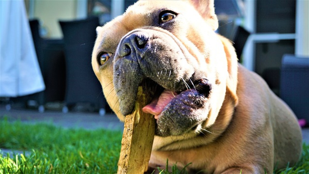 Chewing helps “rev up” the nervous system of dogs when bored