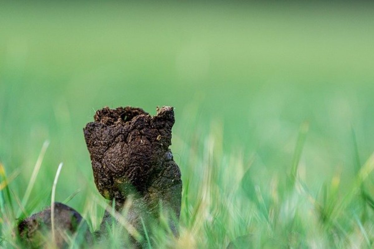 why-does-my-dog-have-hard-and-dry-stools-dog-discoveries