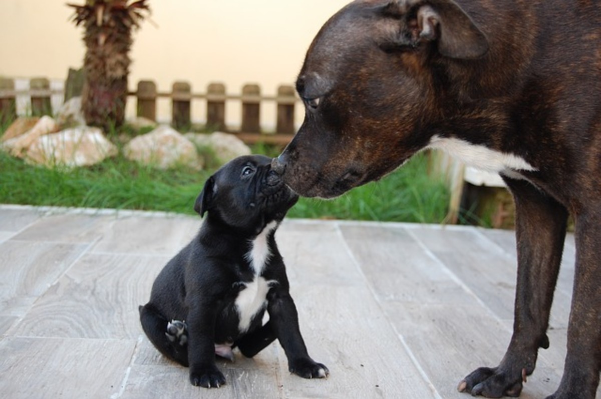 Nose touching between mother dog and her pup