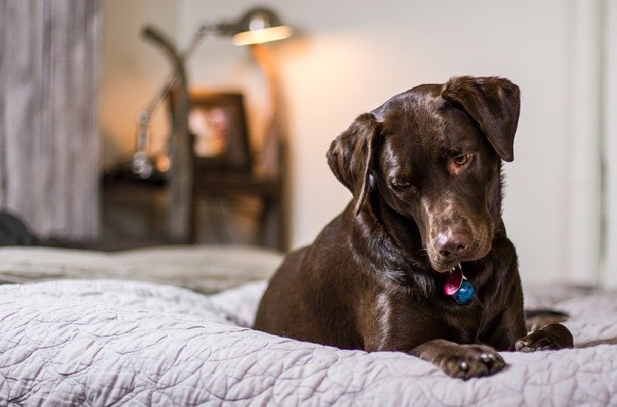 Why Do Dogs Pee on Beds? Dog Discoveries