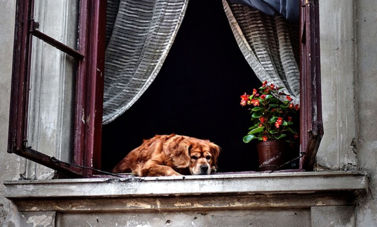 Separation anxiety, in simple terms, is a dog's fear of being left alone and spending time alone.