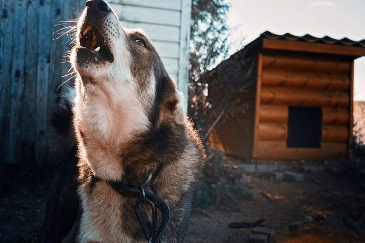 Sirens seem to exert a universal howling reaction in dogs