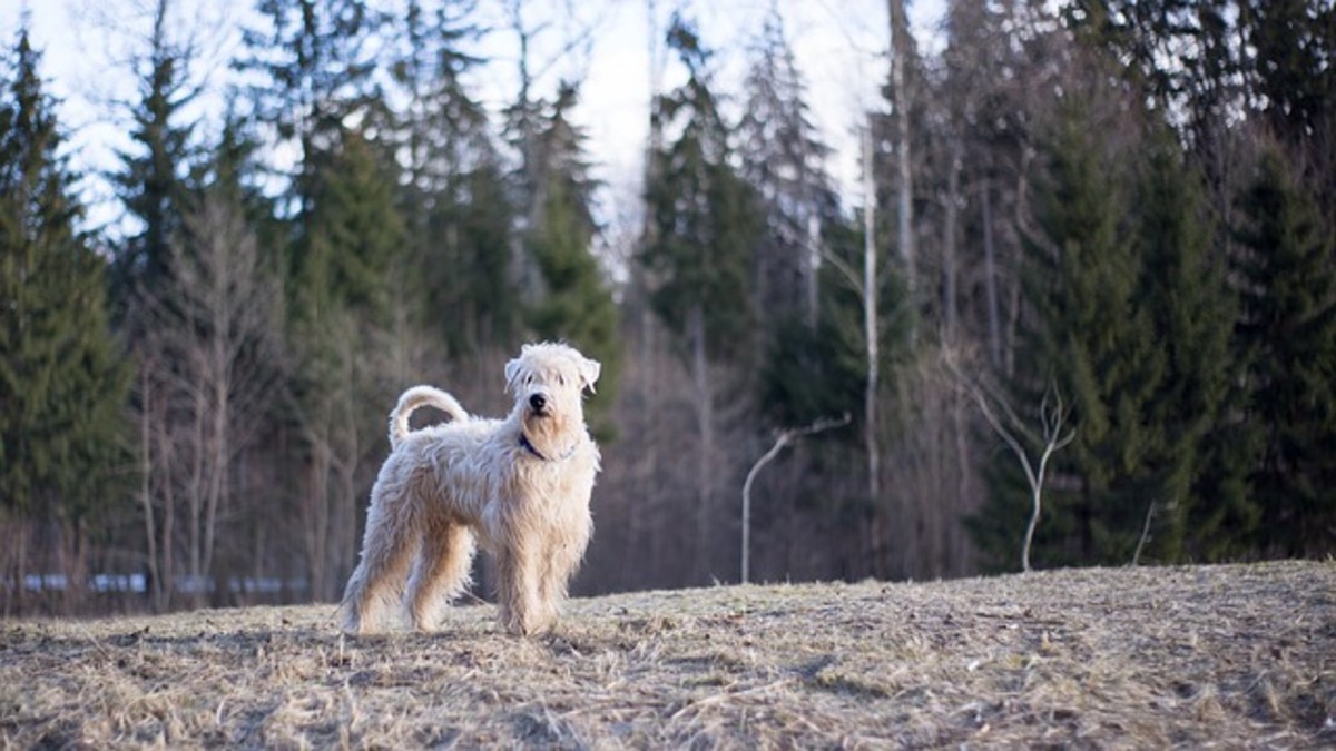 Why Do Dogs Eat Pine Needles? And How to Stop Them
