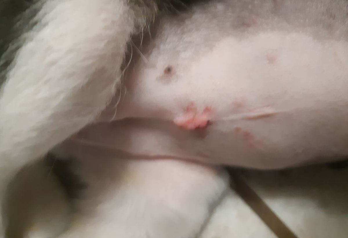 This lump on a dog's belly after surgery turned out being a seroma.