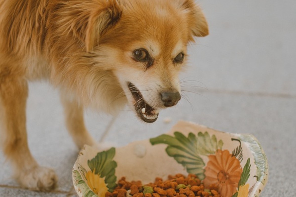 Dogs have little taste receptors compared to humans, but they win big time when it comes to detecting food smells