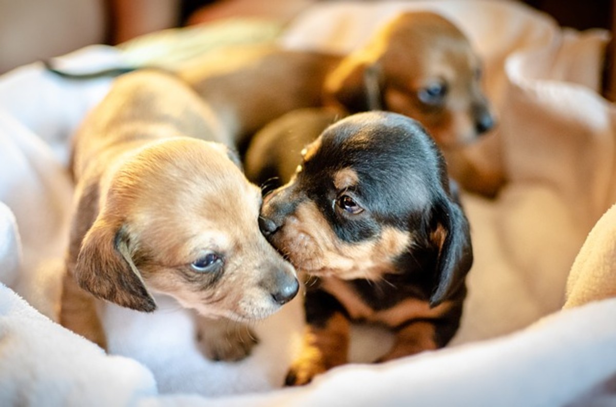 Good breeders provide puppies with sleeping and eating areas that are separate from the potty area