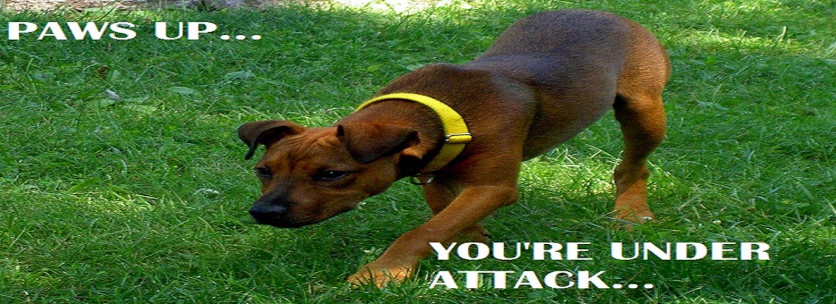 why-do-dogs-attack-dog-discoveries