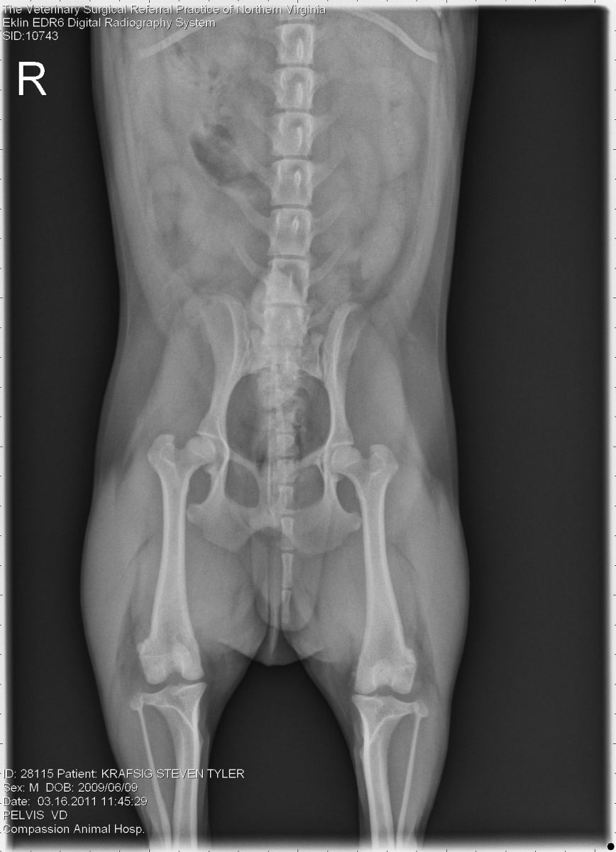 what causes spondylosis in dogs