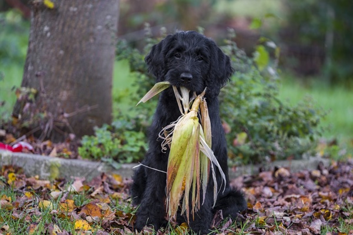 Ask the Vet What to Do if Your Dog Ate Corn Cobs? Dog Discoveries