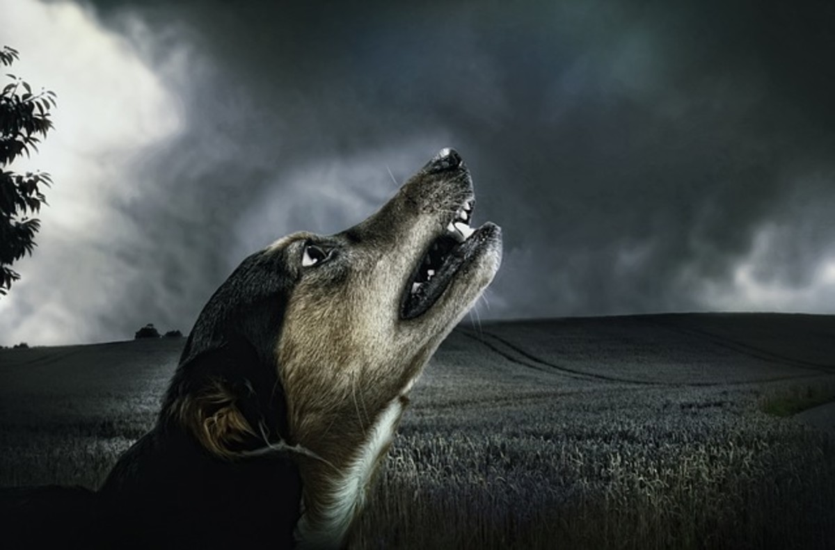 why-do-dogs-hate-thunder-so-much-dog-discoveries