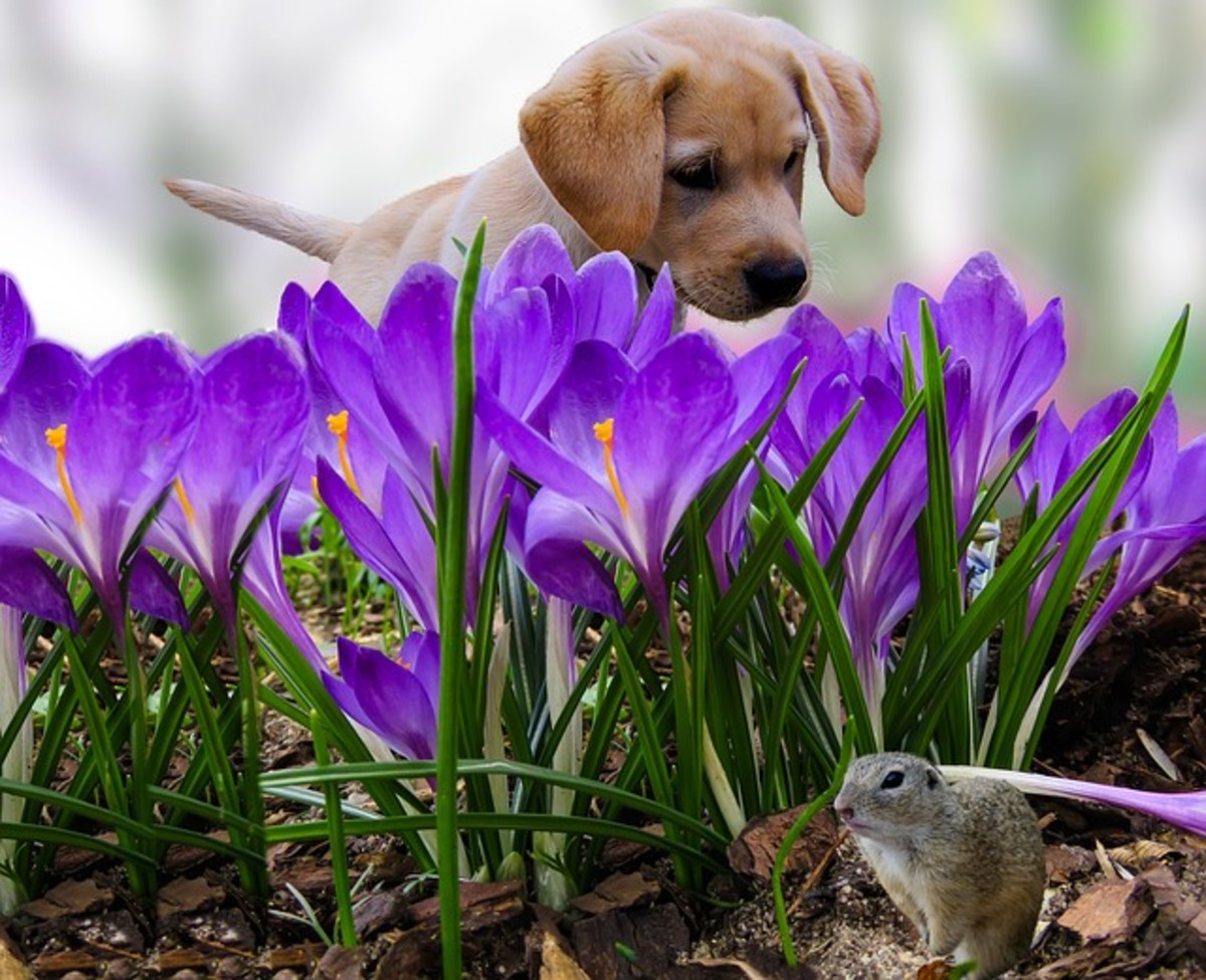 how to stop dog from barking at squirrels