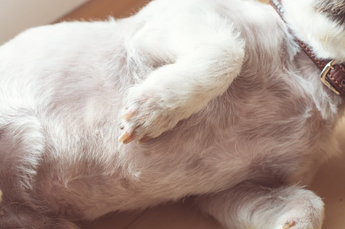 Dog bellies have less fur and thin skin. The area is also rich in nerve endings