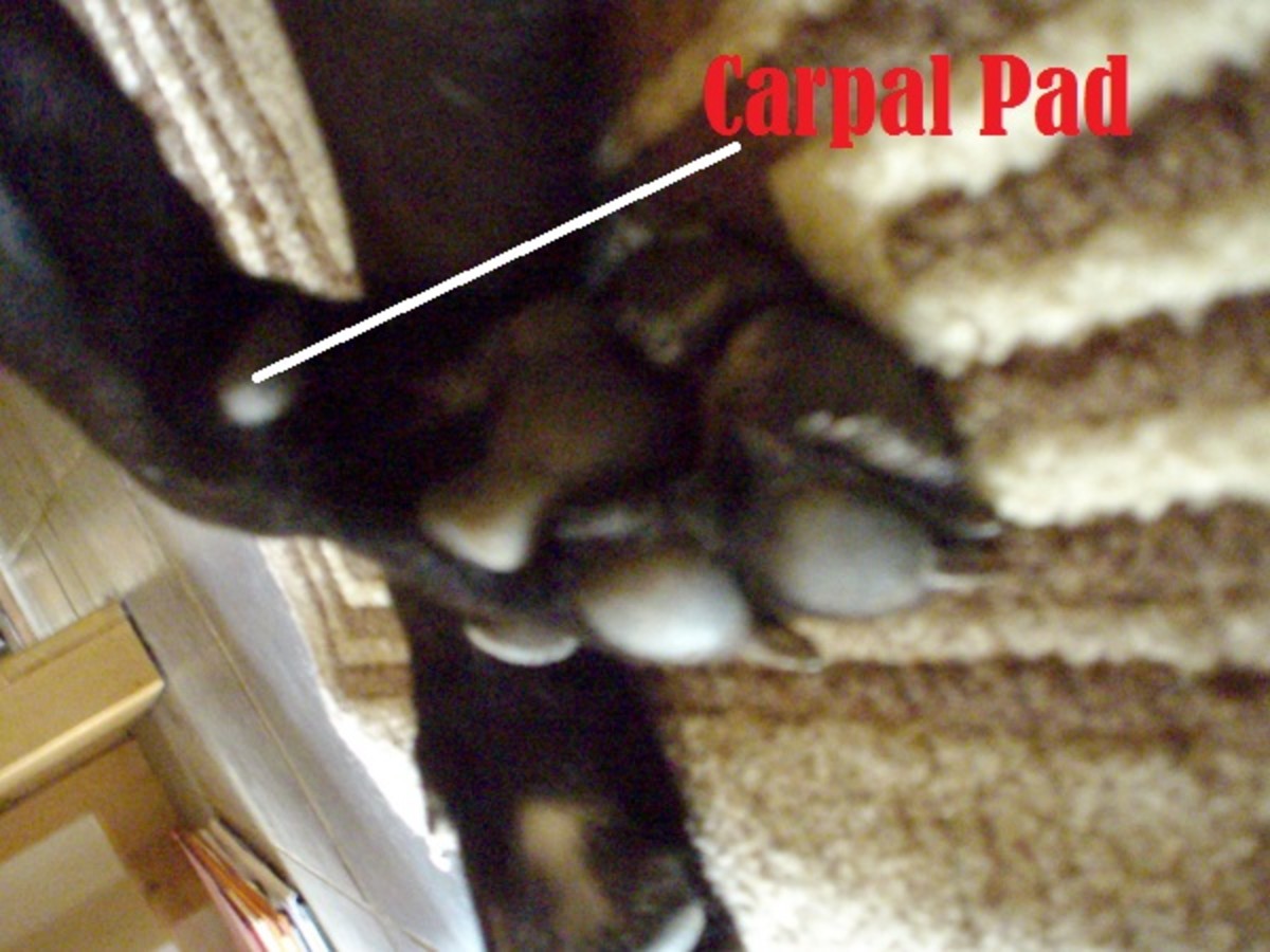 what are dogs carpal pads for