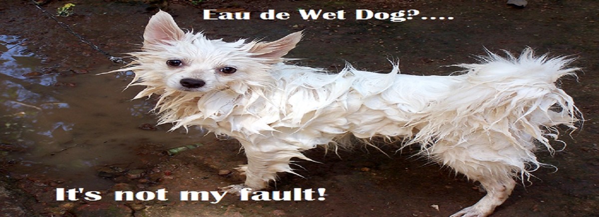 why-do-dogs-stink-after-a-bath-dog-discoveries