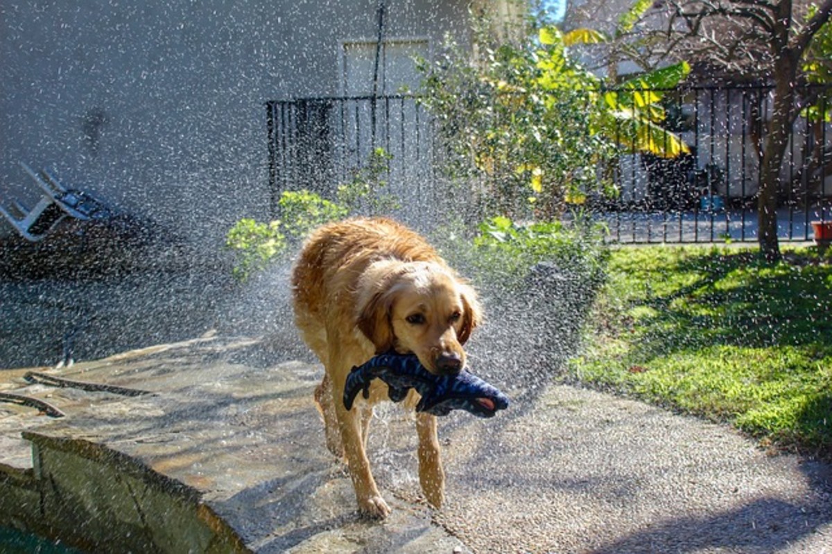 Golden retriever outlet stuff