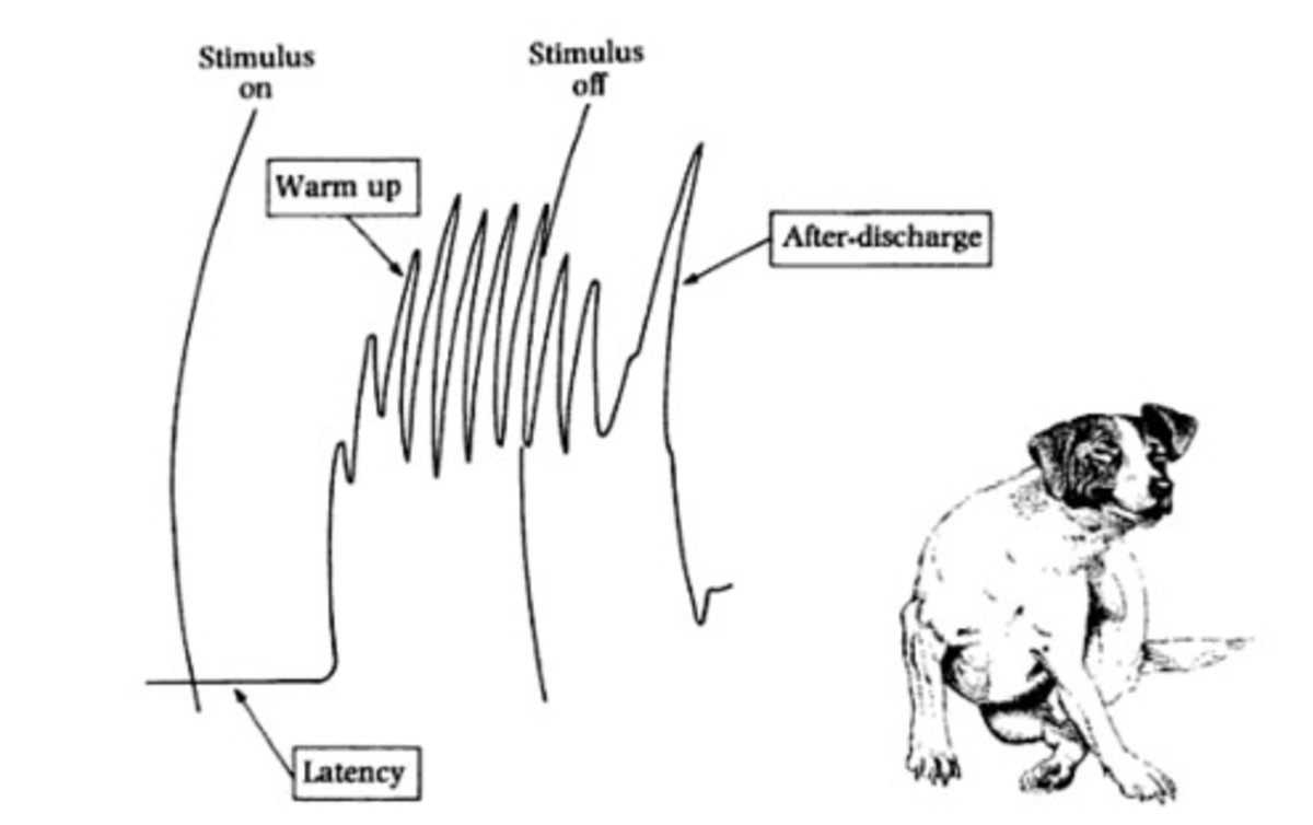 why do dogs kick their legs when scratched