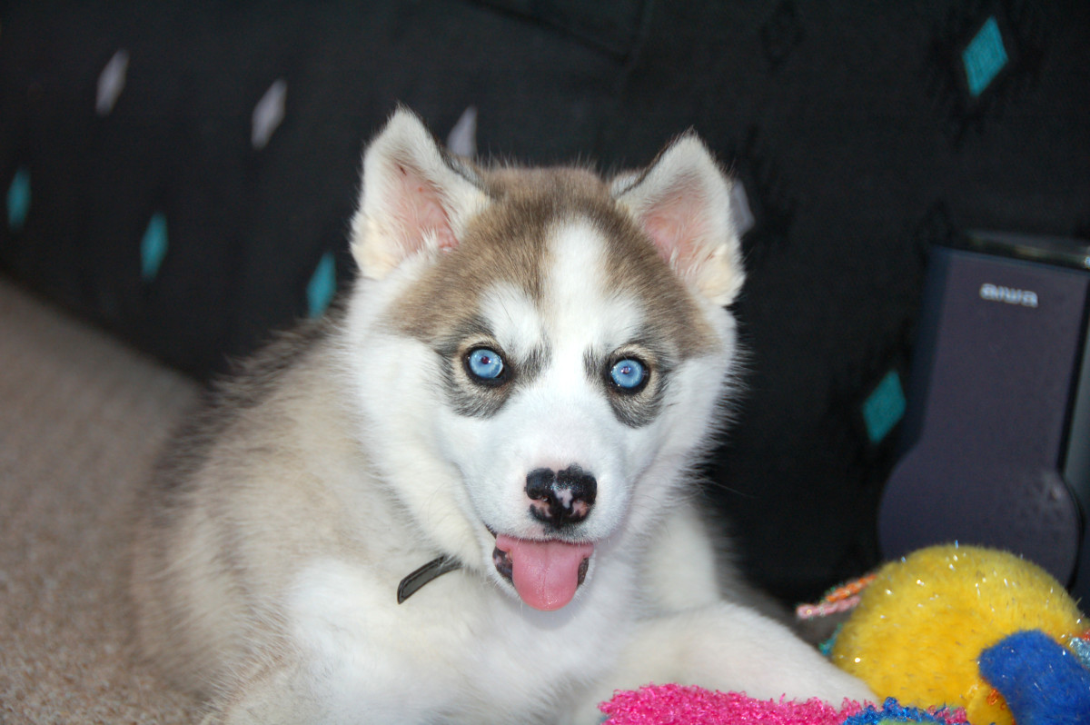 dog breeds blue eyes