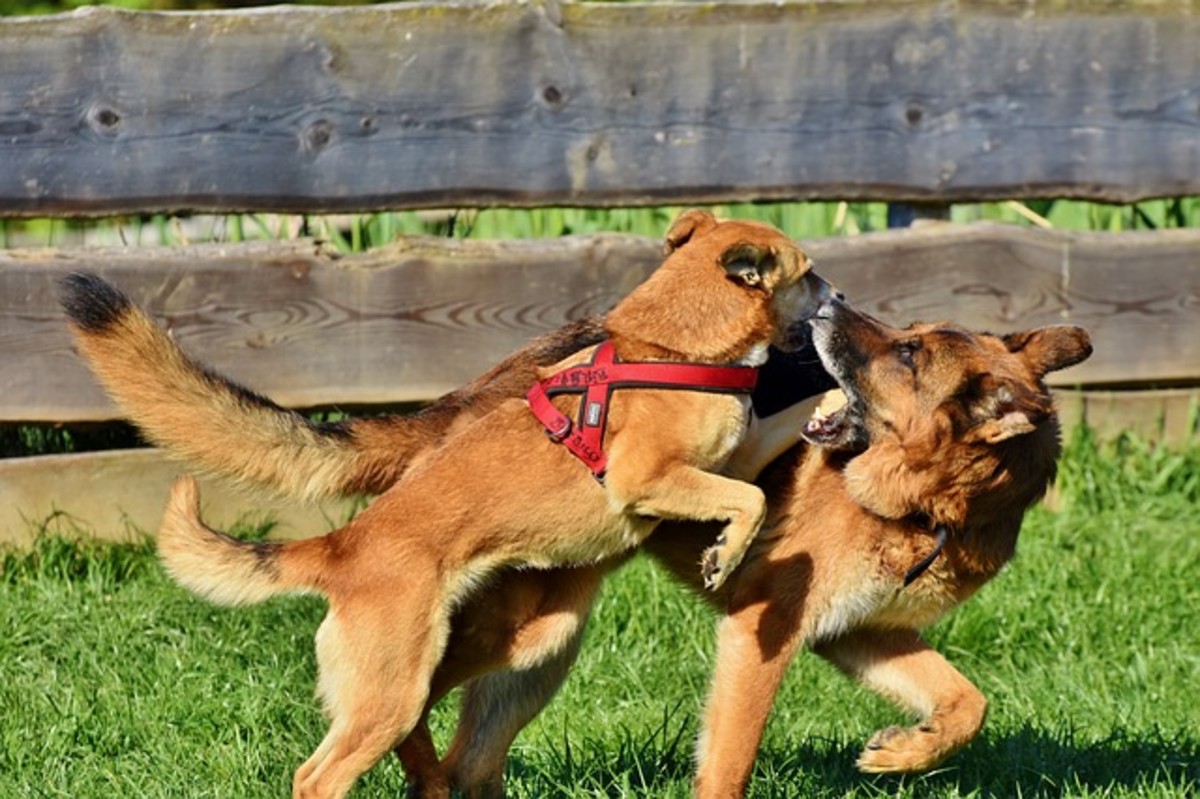 when dogs pull their ears back