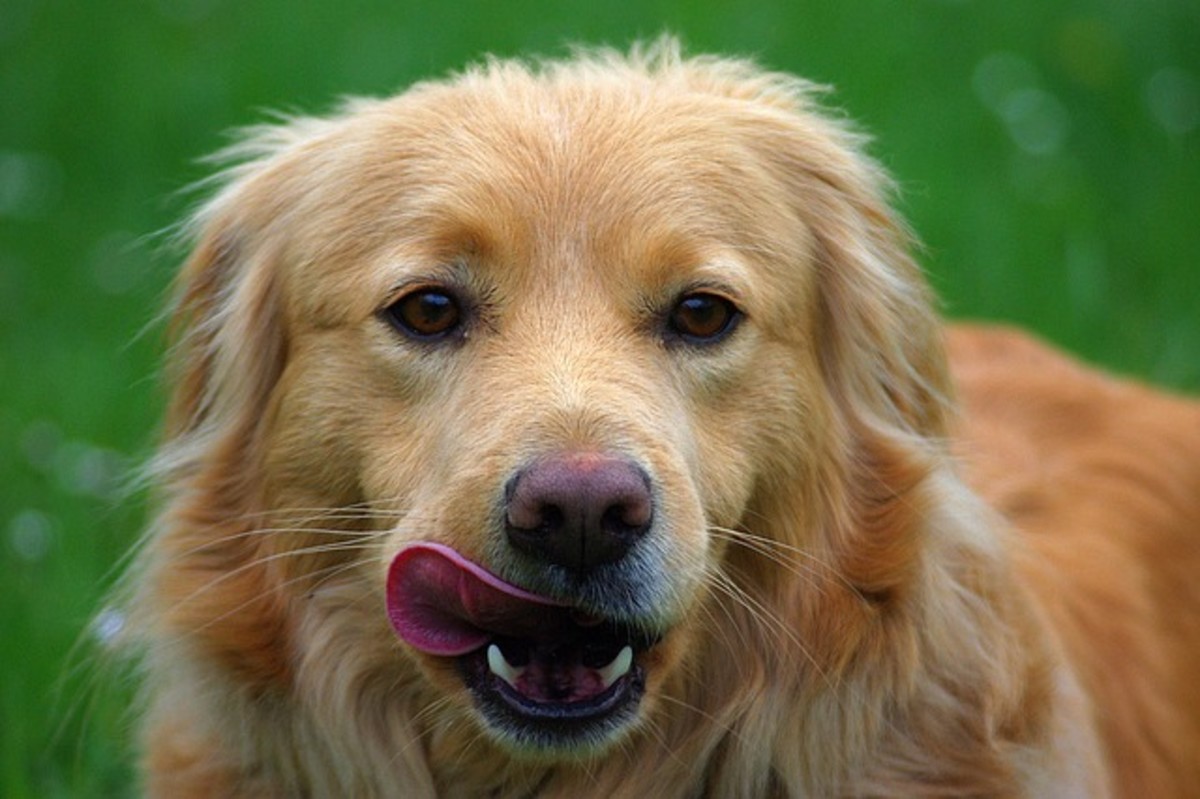 Many dogs pull their ears back and use lip licks when photographed