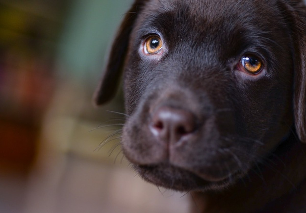 Why Do Dog Pupils Get Big When Playing Dog Discoveries