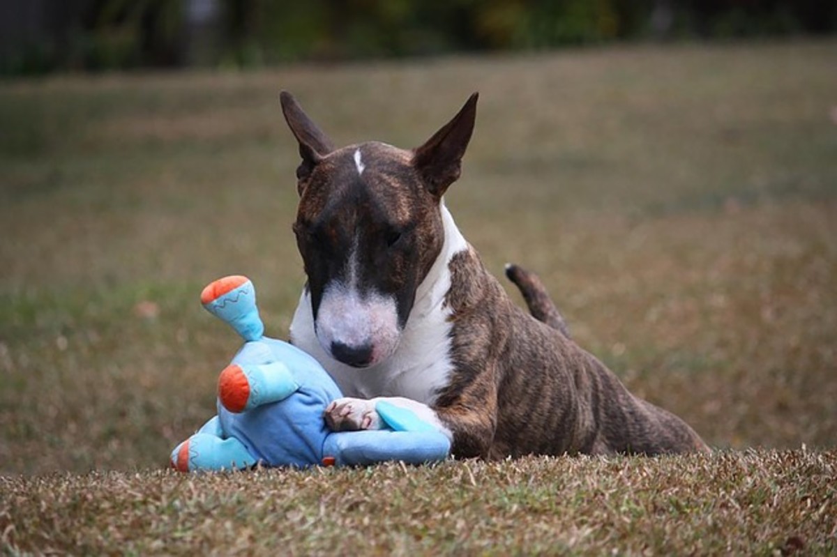 dog pulls stuffing out of toys