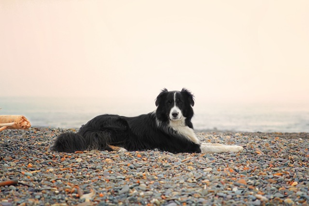 Why Do Dogs Eat Rocks? Dog Discoveries