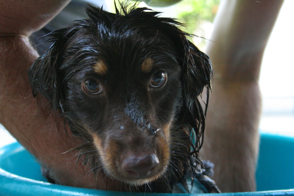 Wet dog smell? Not my fault..
