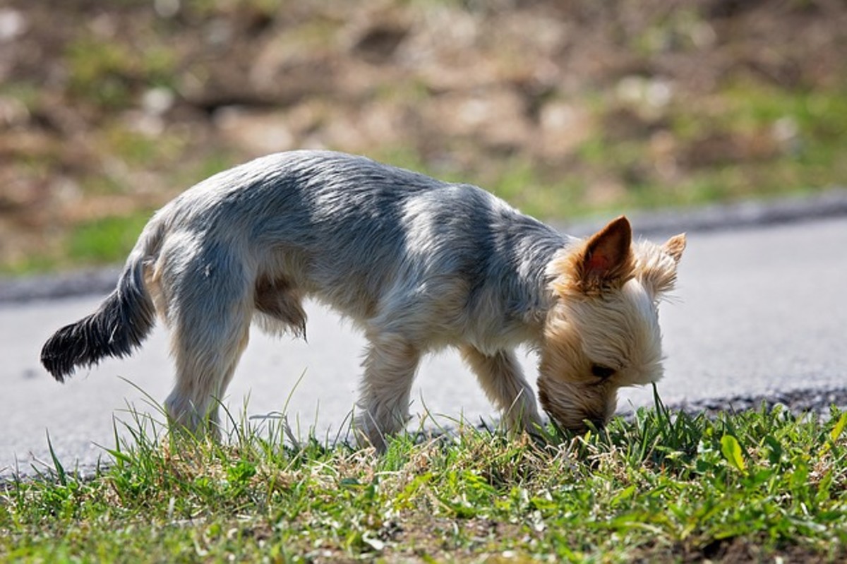 GI issues causes dogs to eat grass frantically